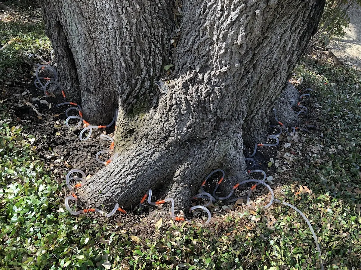 Detailed Tree Cabling and Bracing job site in Warden